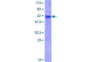 TCEAL4 Protein (AA 1-215) (GST tag)