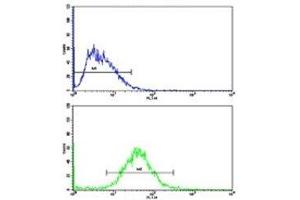 Flow cytometric analysis of HepG2 cells using Cyclin A2 antibody (bottom histogram) compared to a negative control (top histogram). (Cyclin A 抗体  (AA 51-84))