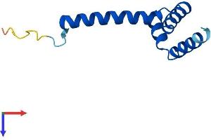 AlphaFold protein structure predicition of Human Recombinant RIIAD1 Protein, UniprotID A6NNX1