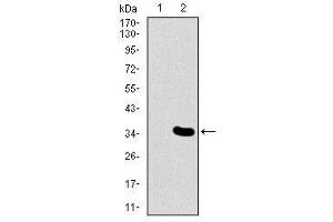 Image no. 2 for anti-Mesoderm Posterior 2 Homolog (Mesp2) antibody (ABIN1491466) (Mesp2 抗体)