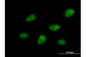 Immunofluorescence of purified MaxPab antibody to CDC14B on HeLa cell. (CDC14B 抗体  (AA 1-471))