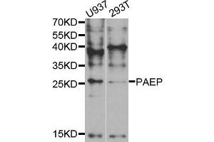 Western blot analysis of extracts of U937 and 293T cell lines, using PAEP antibody. (PAEP 抗体)