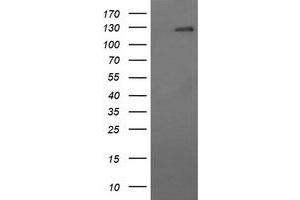Image no. 2 for anti-CD163 (CD163) antibody (ABIN1497170) (CD163 抗体)