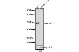 Western blot analysis of extracts from wild type (WT) and HD knockout (KO) 293T cells, using HD antibody (ABIN7267707) at 1:1000 dilution. (HDAC1 抗体)