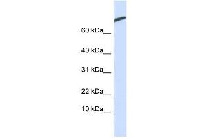 ARPP-21 antibody used at 1 ug/ml to detect target protein. (ARPP21 抗体  (N-Term))