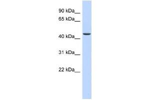 Western Blotting (WB) image for anti-alpha Ketoglutarate Dehydrogenase (alphaKGDHC) antibody (ABIN2460086) (alpha KGDHC 抗体)