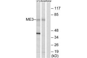 Western Blotting (WB) image for anti-Malic Enzyme 3, NADP(+)-Dependent, Mitochondrial (ME3) (C-Term) antibody (ABIN1851666) (ME3 抗体  (C-Term))