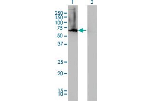 AHCYL1 antibody  (AA 1-101)