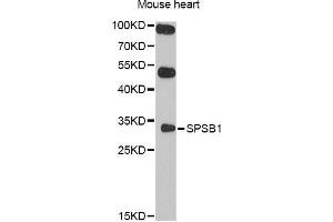 Western blot analysis of extracts of mouse heart, using SPSB1 antibody (ABIN5998946) at 1/1000 dilution. (SPSB1 抗体)