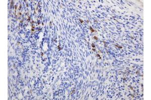 Image no. 2 for anti-Ribophorin II (RPN2) antibody (ABIN1500757) (Ribophorin II 抗体)