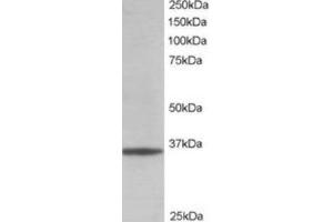 Western Blotting (WB) image for anti-Glyceraldehyde-3-Phosphate Dehydrogenase (GAPDH) (C-Term) antibody (ABIN2465219) (GAPDH 抗体  (C-Term))