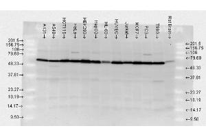 Western blot analysis of Human, Rat brain cell lysates showing detection of HSP70 protein using Rabbit Anti-HSP70 Polyclonal Antibody . (HSP70 抗体  (PerCP))