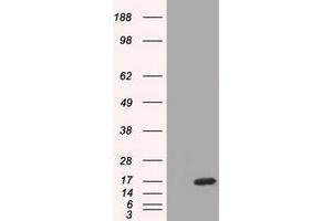 HEK293T cells were transfected with the pCMV6-ENTRY control (Left lane) or pCMV6-ENTRY TTC32 (Right lane) cDNA for 48 hrs and lysed. (TTC32 抗体)