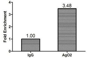Chromatin Immunoprecipitation Hela (1. (AGO2 抗体  (AA 517-818))