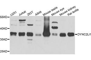 Western blot analysis of extracts of various cell lines, using DYNC2LI1 antibody (ABIN5972732) at 1/1000 dilution. (DYNC2LI1 抗体)