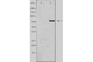 Western blot analysis of extracts from A549 cells, using MPHOSPH9 antibody. (MPHOSPH9 抗体  (Internal Region))
