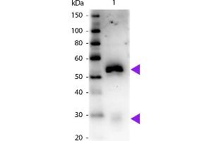 Western blot of Peroxidase conjugated Mouse Anti-Rabbit IgG Pre-Adsorbed secondary antibody. (小鼠 anti-兔 IgG (Heavy & Light Chain) Antibody (HRP) - Preadsorbed)