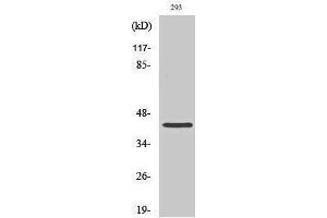 Western Blotting (WB) image for anti-Chromobox Homolog 6 (CBX6) (N-Term) antibody (ABIN3183710) (CBX6 抗体  (N-Term))