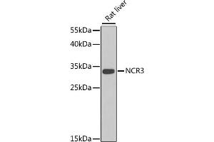 Western blot analysis of extracts of rat liver, using NCR3 antibody (ABIN6129550, ABIN6144427, ABIN6144429 and ABIN6222973) at 1:1000 dilution. (NCR3 抗体  (AA 20-140))