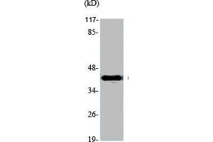 Western Blot analysis of various cells using GATA-4 Polyclonal Antibody (GATA4 抗体  (Internal Region))
