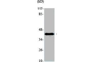 Western Blot analysis of various cells using GATA-4 Polyclonal Antibody