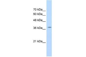 WB Suggested Anti-RALY Antibody Titration:  1.