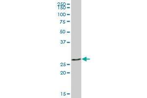 LGALS3 MaxPab polyclonal antibody. (Galectin 3 抗体  (AA 1-250))