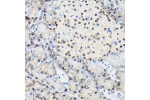 Immunohistochemistry of paraffin-embedded rat pancreas using T Rabbit mAb (ABIN7270729) at dilution of 1:100 (40x lens). (TARBP2 抗体)