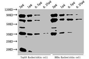Western Blot Positive WB detected in: Top10 Escherichia coli lysate, DH5α Escherichia coli lysate All lanes: ppsA antibody at 1:2000 Secondary Goat polyclonal to rabbit IgG at 1/50000 dilution Predicted band size: 88 kDa Observed band size: 88 kDa