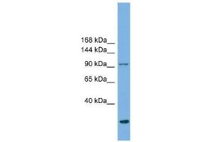 EXOC1 antibody used at 0. (EXOC1 抗体  (N-Term))