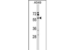 VNN3 Antibody (C-term) (ABIN657602 and ABIN2846600) western blot analysis in A549 cell line lysates (35 μg/lane). (VNN3 抗体  (C-Term))