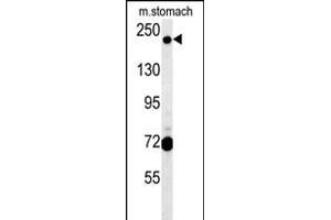 GCC2 Antibody (C-term) (ABIN654156 and ABIN2844023) western blot analysis in mouse stomach tissue lysates (15 μg/lane). (GCC2 抗体  (C-Term))