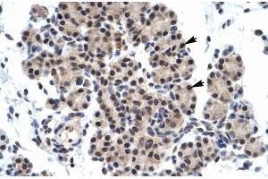 Human Pancreas; ZNF318 antibody - N-terminal region in Human Pancreas cells using Immunohistochemistry (ZNF318 抗体  (N-Term))