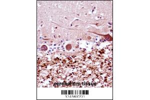FANCG Antibody immunohistochemistry analysis in formalin fixed and paraffin embedded human cerebellum tissue followed by peroxidase conjugation of the secondary antibody and DAB staining. (FANCG 抗体  (C-Term))