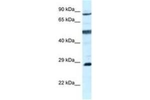 Image no. 1 for anti-Adenylate Kinase 7 (AK7) (AA 604-653) antibody (ABIN6747543) (Adenylate Kinase 7 抗体  (AA 604-653))