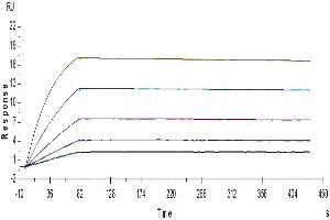 Surface Plasmon Resonance (SPR) image for Interleukin 18 Binding Protein (IL18BP) (AA 31-194) protein (Fc Tag) (ABIN7274976)