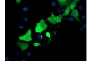 Image no. 1 for anti-TSC22 Domain Family, Member 3 (TSC22D3) antibody (ABIN1498456) (TSC22D3 抗体)
