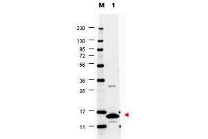 Western blot using  anti-Mouse GM-CSF antibody shows detection of a band ~14 kDa in size corresponding to recombinant mouse GM-CSF (lane 1). (GM-CSF 抗体)