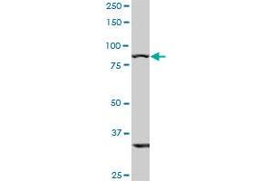 TLR10 monoclonal antibody (M01), clone 2A11. (TLR10 抗体  (AA 1-811))