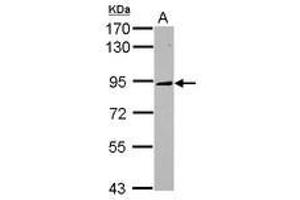 Image no. 1 for anti-Kinesin Family Member 2C (KIF2C) (AA 9-287) antibody (ABIN1499045) (KIF2C 抗体  (AA 9-287))