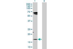 Western Blot analysis of TAC1 expression in transfected 293T cell line by TAC1 MaxPab polyclonal antibody. (TAC1 抗体  (AA 1-129))