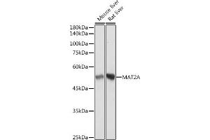 Western blot analysis of extracts of various cell lines, using MA antibody (ABIN7268487) at 1:3000 dilution. (MAT2A 抗体)