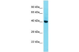 Host:  Rabbit  Target Name:  Mkx  Sample Type:  Mouse Liver lysates  Antibody Dilution:  1. (MKX 抗体  (C-Term))
