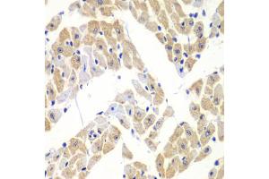 Immunohistochemistry of paraffin-embedded mouse heart using ELF3 antibody (ABIN6292050) at dilution of 1:100 (40x lens). (ELF3 抗体)