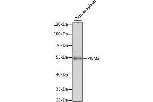 Western blot analysis of extracts of mouse spleen, using PRIM2 antibody (ABIN6130291, ABIN6146164, ABIN6146166 and ABIN6215325) at 1:3000 dilution. (PRIM2 抗体  (AA 1-170))