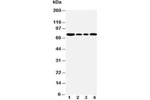 Western blot testing of BiP antibody and Lane 1:  rat testis;  2: A549;  3: MCF-7;  4: HeLa cell lysate (GRP78 抗体  (C-Term))