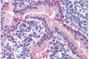 Mouse small intestine: Formalin-Fixed, Paraffin-Embedded (FFPE) (IDO1 抗体  (AA 129-141))