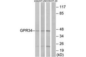 Western blot analysis of extracts from HT-29/K562/COS7 cells, using GPR34 Antibody. (GPR34 抗体  (AA 181-230))