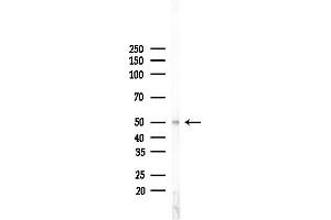 Western blot analysis of lysates from Mouse liver, using DUSP10 Antibody at 1/1000 dilution.