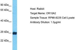 Host: Rabbit Target Name: OR10A2 Sample Type: RPMI-8226 Whole Cell lysates Antibody Dilution: 1. (Olfactory Receptor, Family 10, Subfamily A, Member 2 (OR10A2) (Middle Region) 抗体)